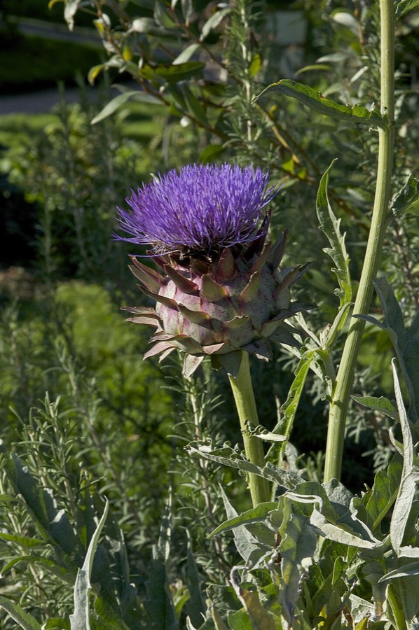 Ảnh minh hoạ Actisô (Cynara scolymus) 2