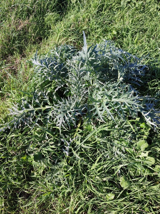 Ảnh minh hoạ Actisô (Cynara scolymus) 3