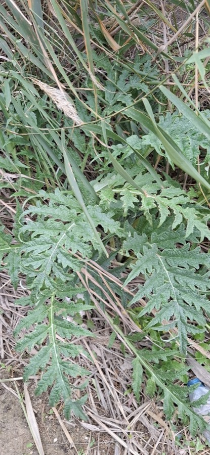 Ảnh minh hoạ Actisô (Cynara scolymus) 4