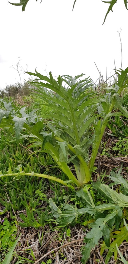 Ảnh minh hoạ Actisô (Cynara scolymus) 5