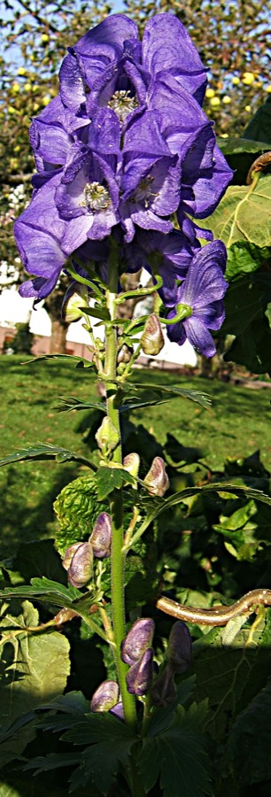 Ảnh minh hoạ Âu Ô Đầu (Aconitum napellus) 2