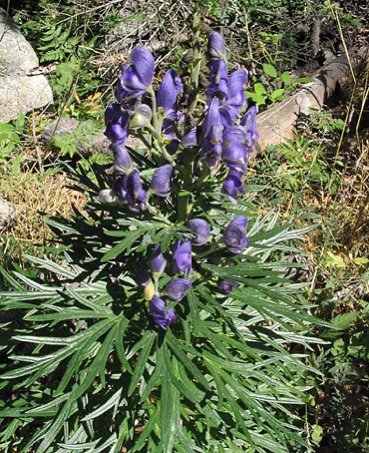 Ảnh minh hoạ Âu Ô Đầu (Aconitum napellus) 3