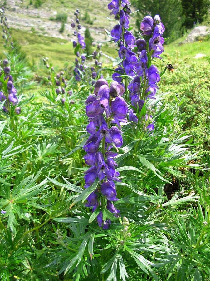 Ảnh minh hoạ Âu Ô Đầu (Aconitum napellus) 4
