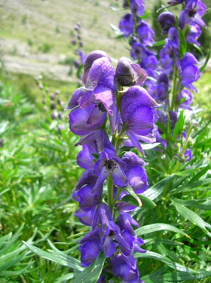 Ảnh minh hoạ Âu Ô Đầu (Aconitum napellus) 5