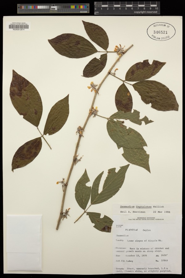 Ảnh minh hoạ Ba Chẽ (Desmodium cephalotes) 4