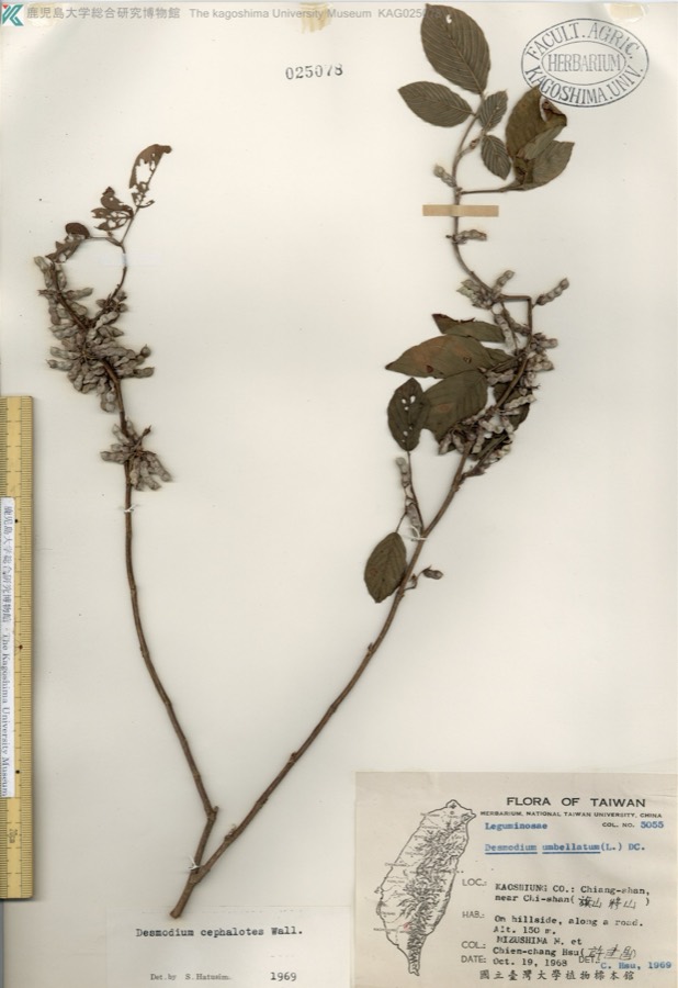 Ảnh minh hoạ Ba Chẽ (Desmodium cephalotes) 5
