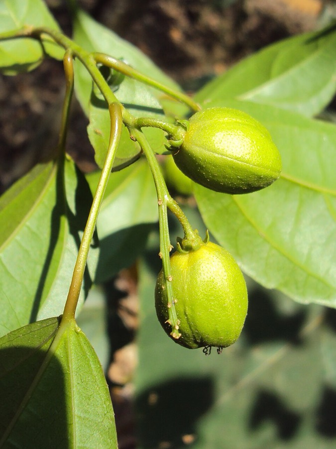 Ảnh minh hoạ Ba Đậu (Croton tiglium) 4