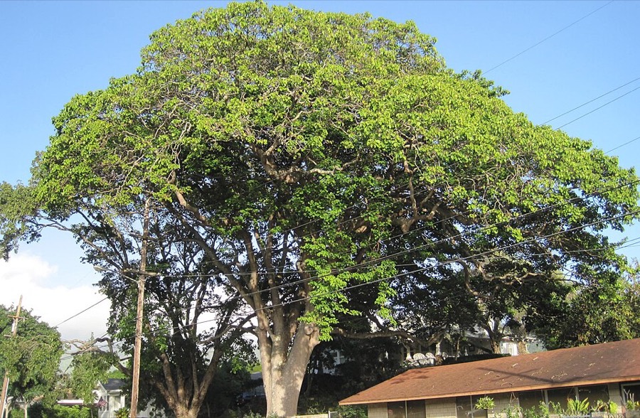 Ảnh minh hoạ Ba Đậu Tây (Hura crepitans) 2