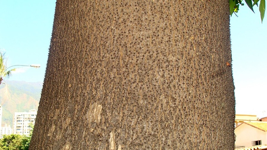 Ảnh minh hoạ Ba Đậu Tây (Hura crepitans) 5