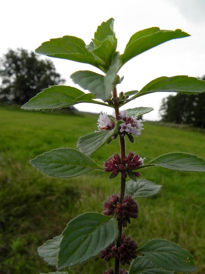 Ảnh minh hoạ Bạc Hà (Mentha arvensis) 4