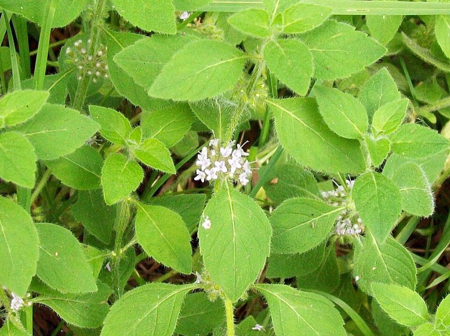 Ảnh minh hoạ Bạc Hà (Mentha arvensis) 5