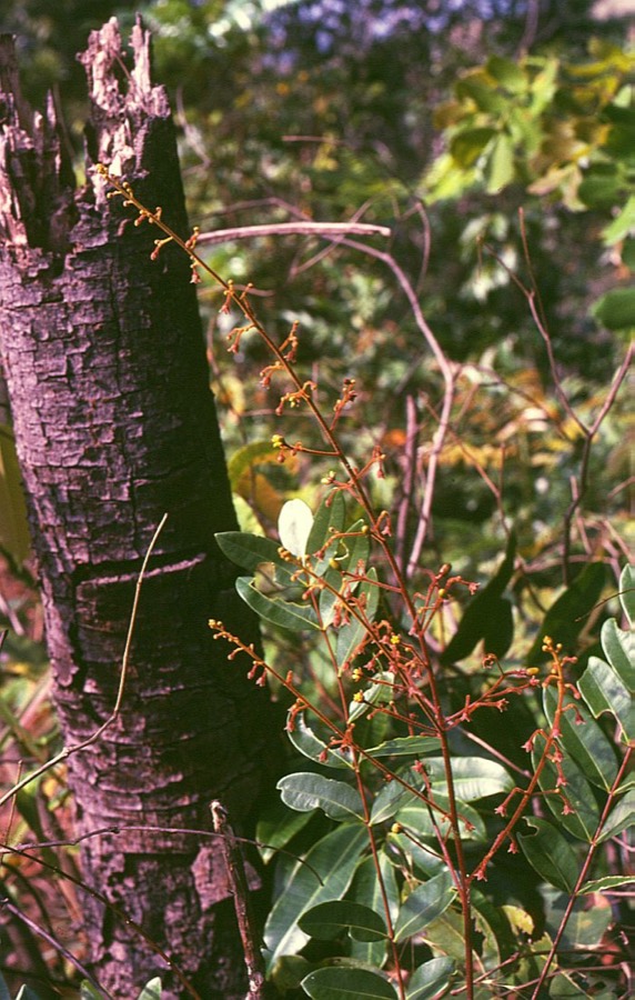 Ảnh minh hoạ Bách Bệnh (Eurycoma longifolia) 4