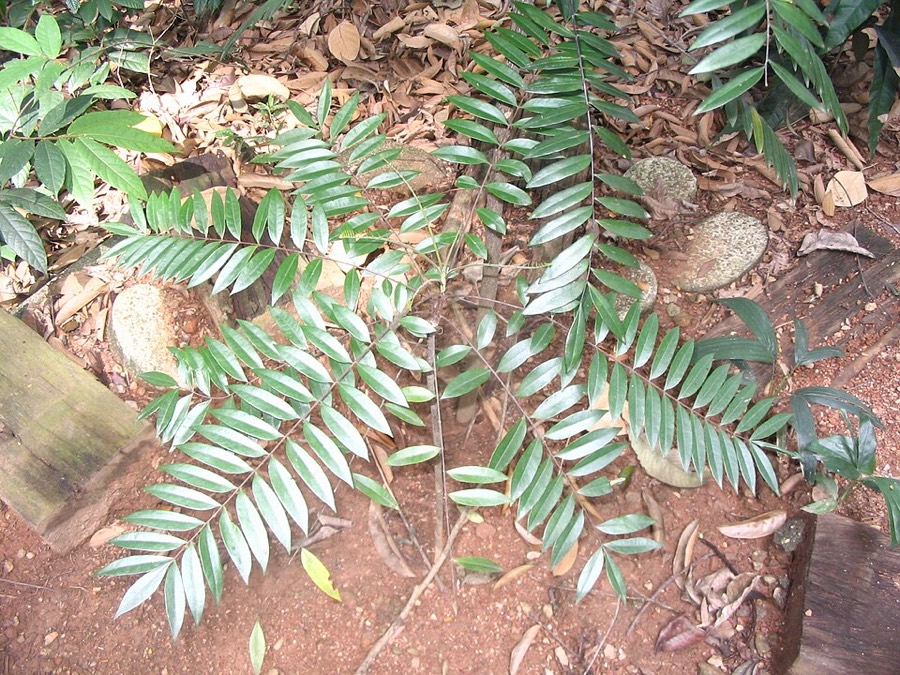 Ảnh minh hoạ Bách Bệnh (Eurycoma longifolia) 5
