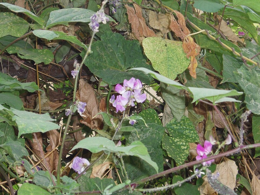 Ảnh minh hoạ Bạch Biển Đậu (Lablab purpureus) 2