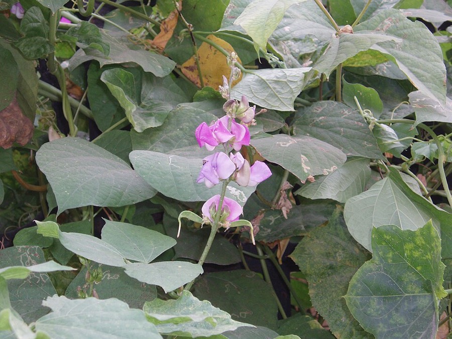 Ảnh minh hoạ Bạch Biển Đậu (Lablab purpureus) 3