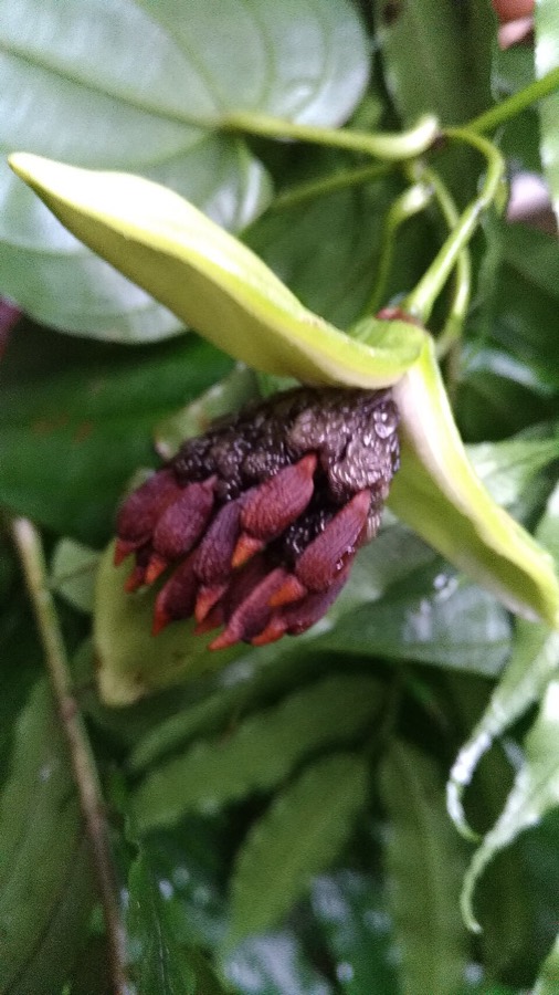 Ảnh minh hoạ Bách Bộ (Stemona tuberosa) 4