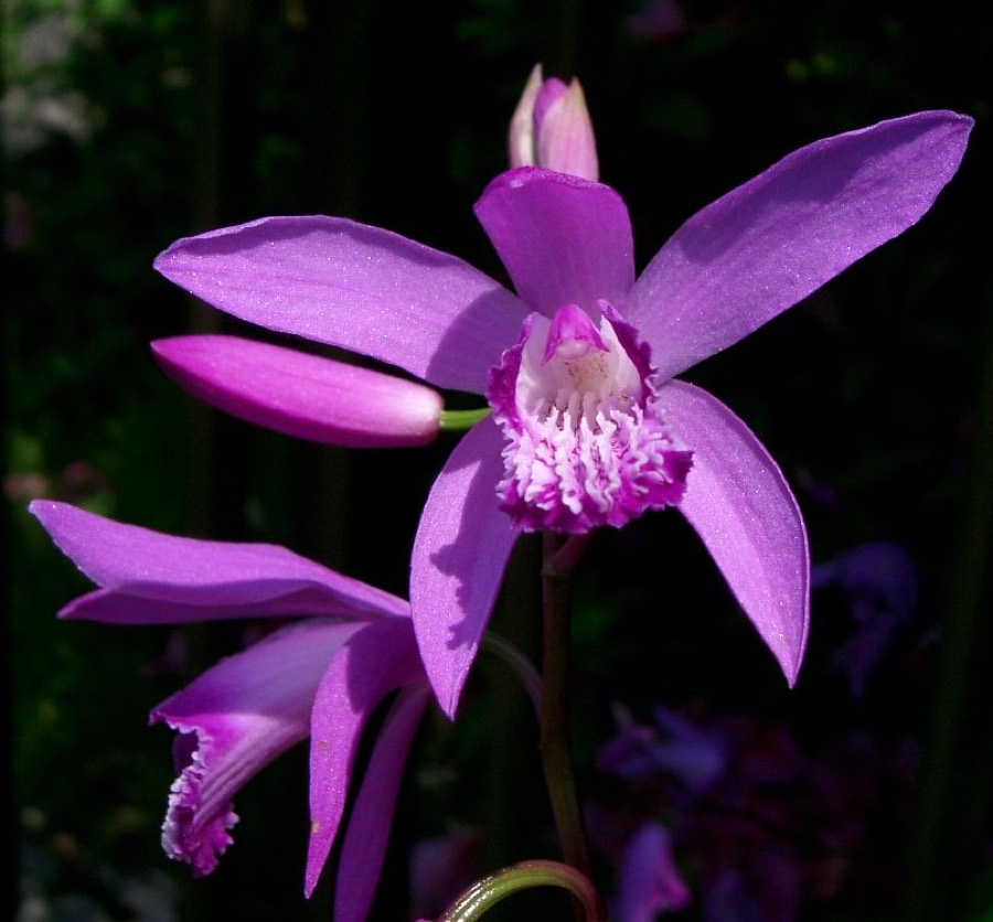 Ảnh minh hoạ Bạch Cập (Bletilla striata) 1