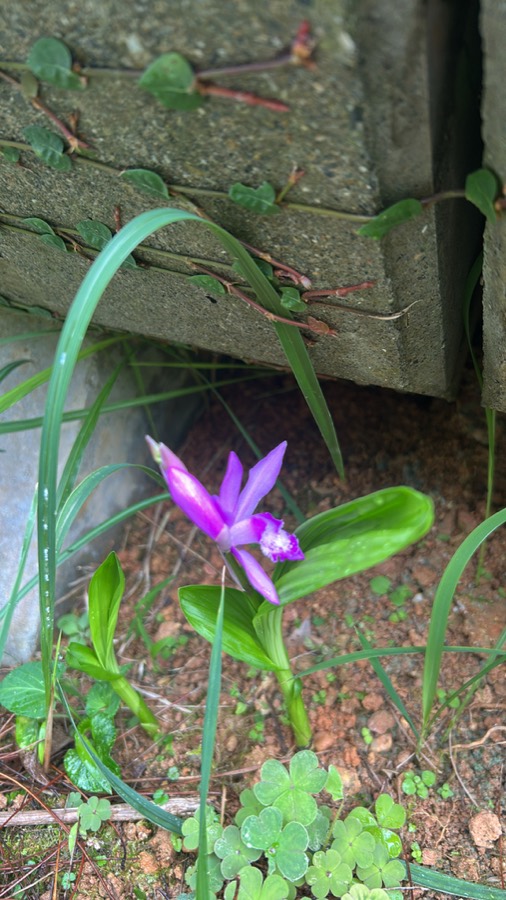 Ảnh minh hoạ Bạch Cập (Bletilla striata) 2
