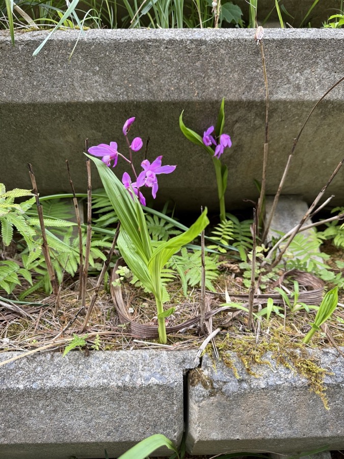 Ảnh minh hoạ Bạch Cập (Bletilla striata) 3