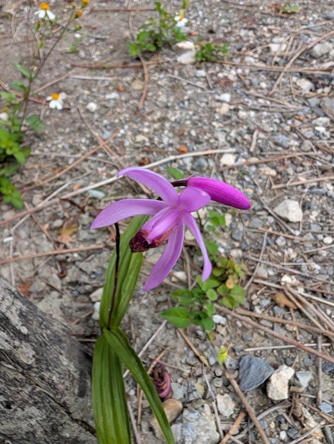 Ảnh minh hoạ Bạch Cập (Bletilla striata) 4