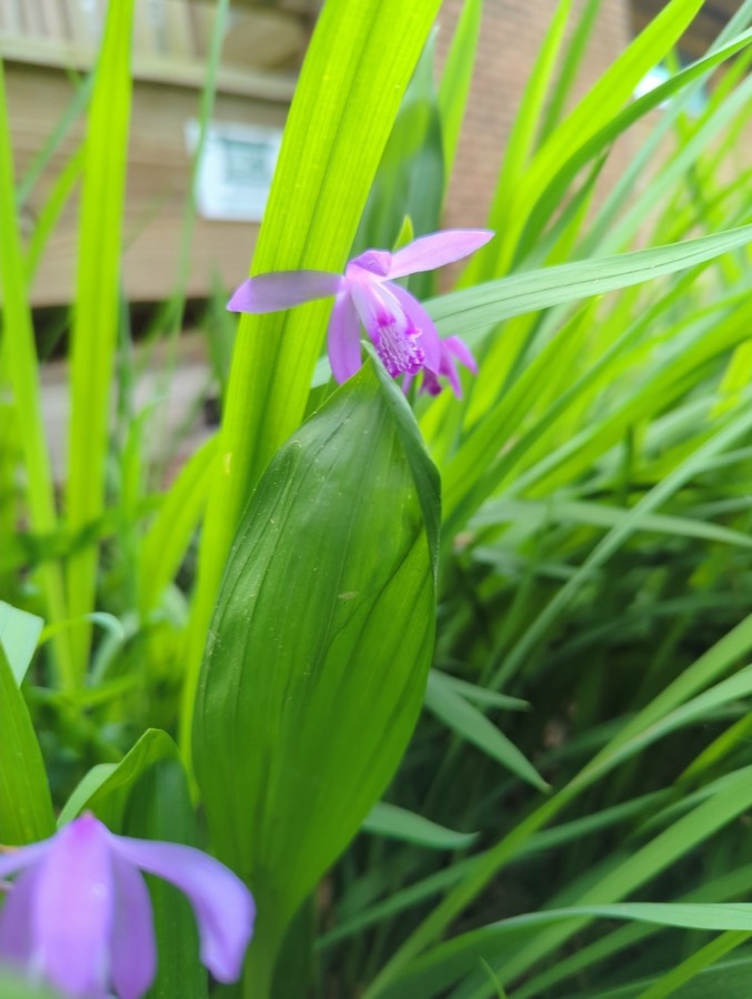 Ảnh minh hoạ Bạch Cập (Bletilla striata) 5