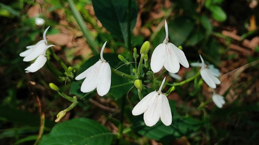 Ảnh minh hoạ Bạch Hạc (Rhinacanthus nasuta) 2