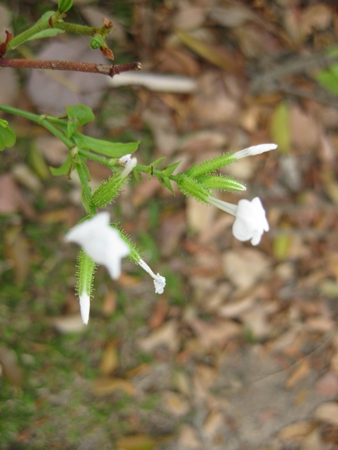 Ảnh minh hoạ Bạch Hoa Xà (Plumbago zeylanica) 4