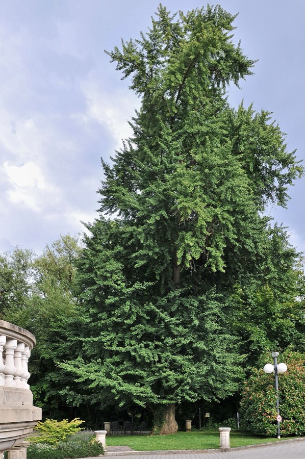 Ảnh minh hoạ Bạch Quả (Ginkgo biloba) 4