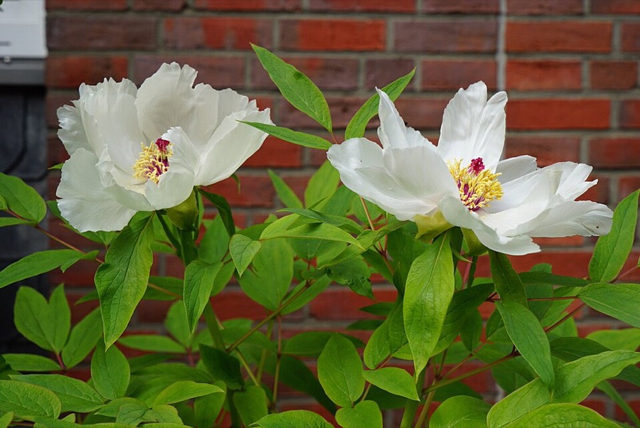 Ảnh minh hoạ Bạch Thược (Paeonia lactiflora) 4