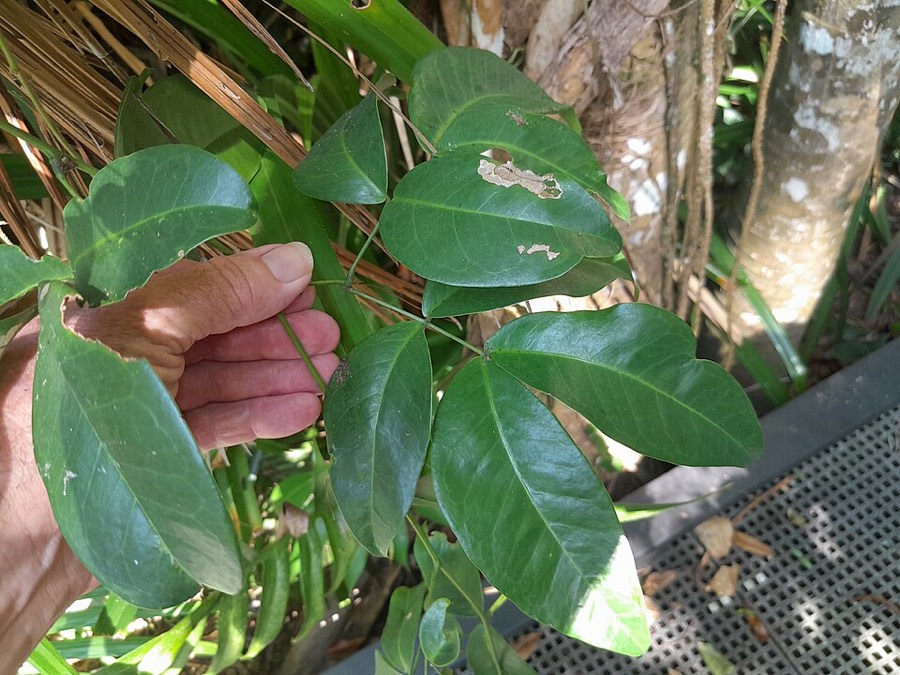 Ảnh minh hoạ Bàm Bàm (Entada phaseoloides) 5