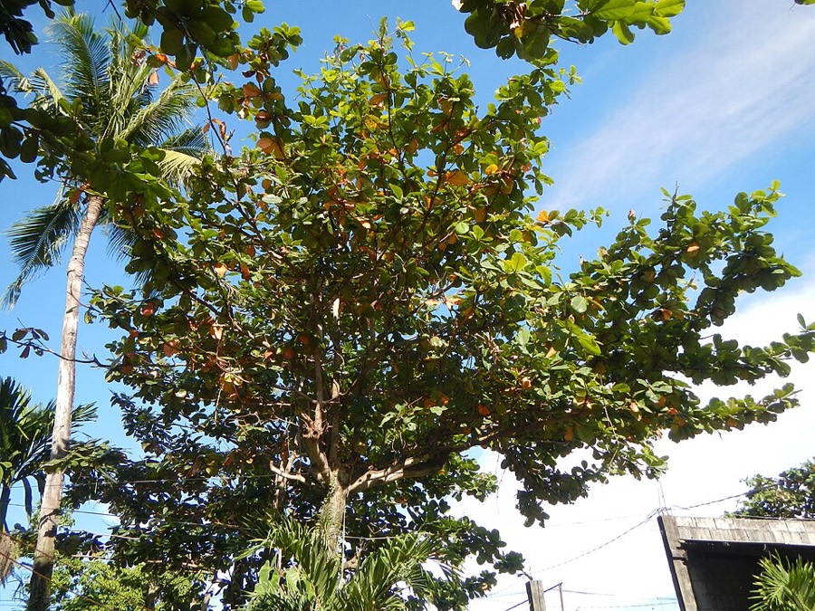 Ảnh minh hoạ Bàng (Terminalia catappa) 1