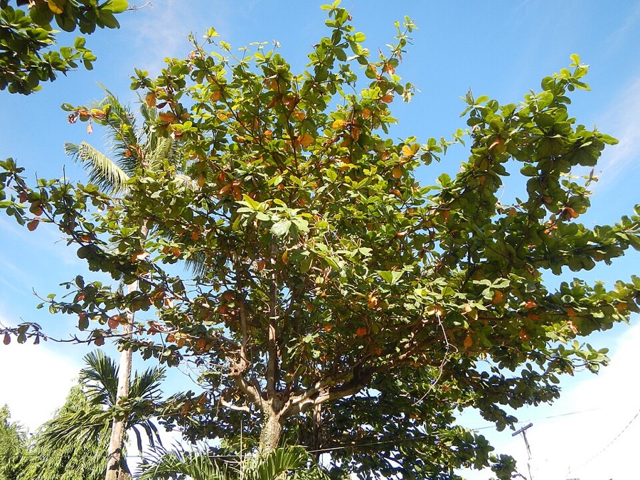 Ảnh minh hoạ Bàng (Terminalia catappa) 2