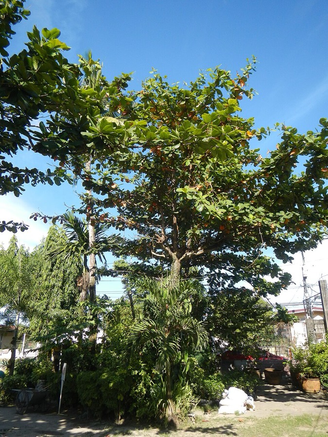 Ảnh minh hoạ Bàng (Terminalia catappa) 3