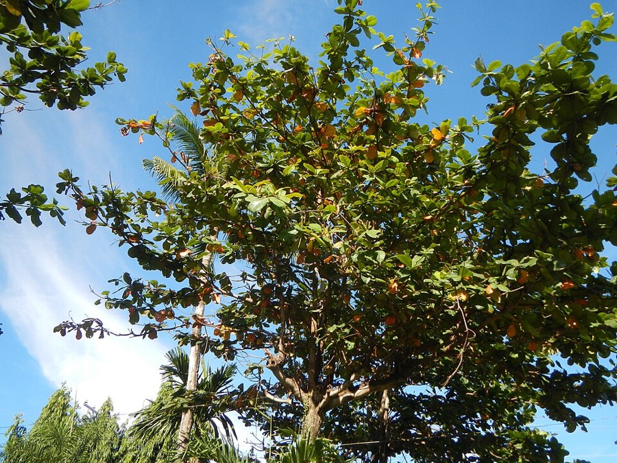 Ảnh minh hoạ Bàng (Terminalia catappa) 4