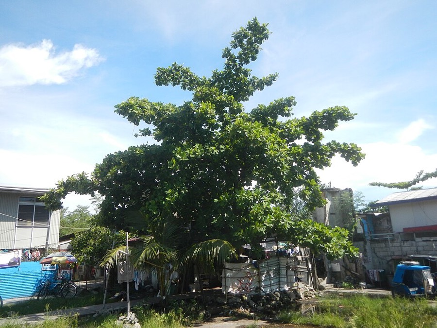 Ảnh minh hoạ Bàng (Terminalia catappa) 5