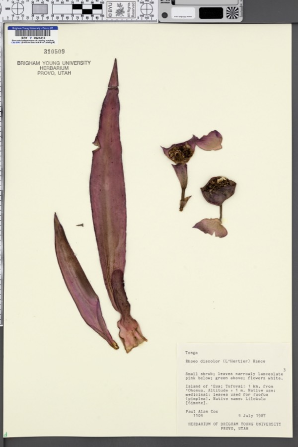 Ảnh minh hoạ Bạng Hoa (Rhoeo discolor) 1