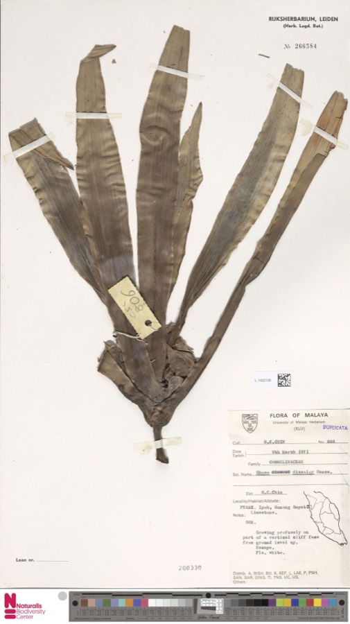 Ảnh minh hoạ Bạng Hoa (Rhoeo discolor) 3