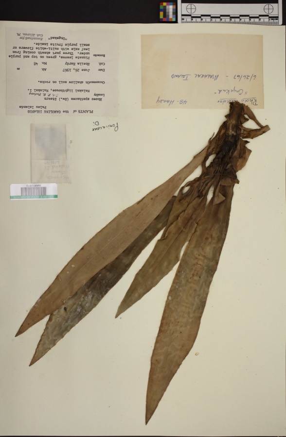 Ảnh minh hoạ Bạng Hoa (Rhoeo discolor) 4