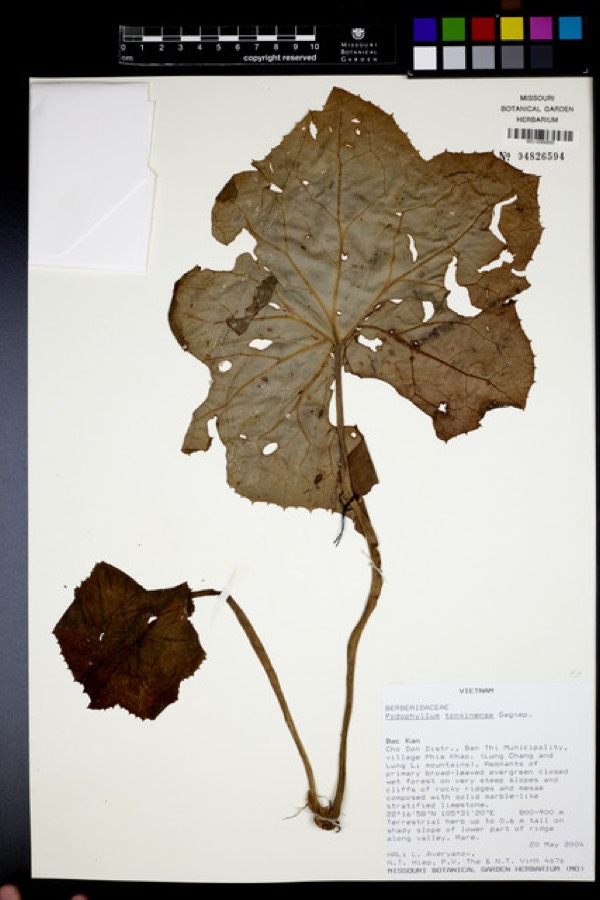 Ảnh minh hoạ Bát Giác Liên (Podophyllum tonkinense) 1