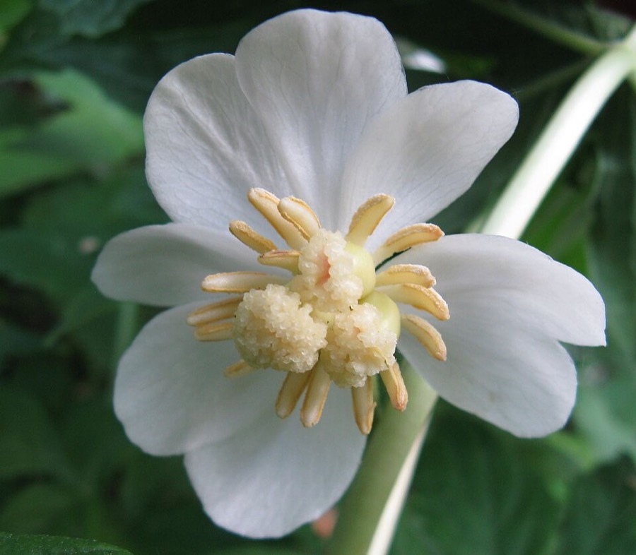 Ảnh minh hoạ Bát Giác Liên (Podophyllum tonkinense) 2