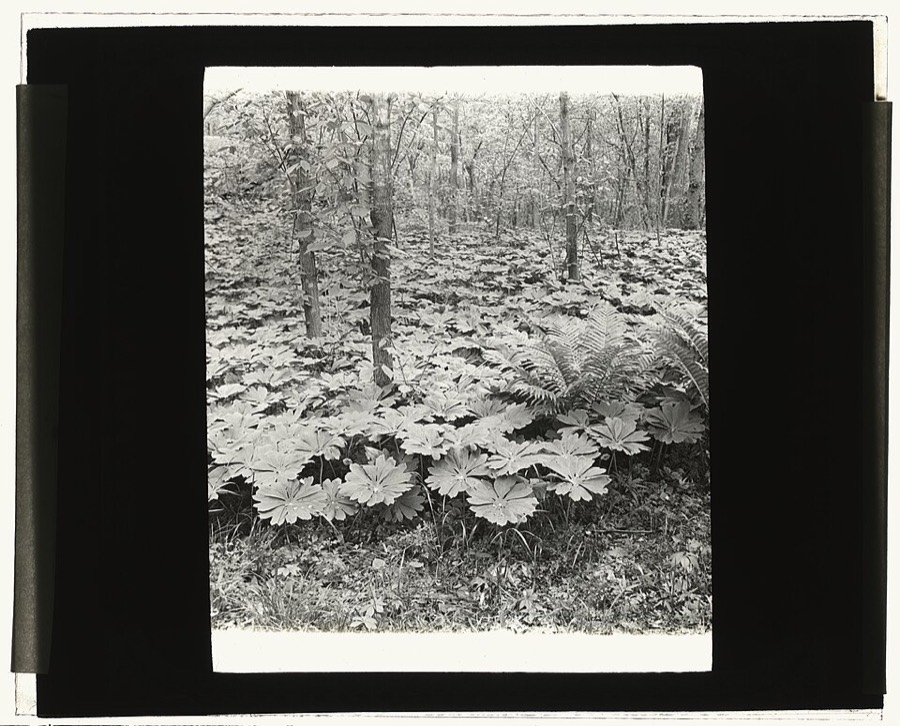 Ảnh minh hoạ Bát Giác Liên (Podophyllum tonkinense) 3