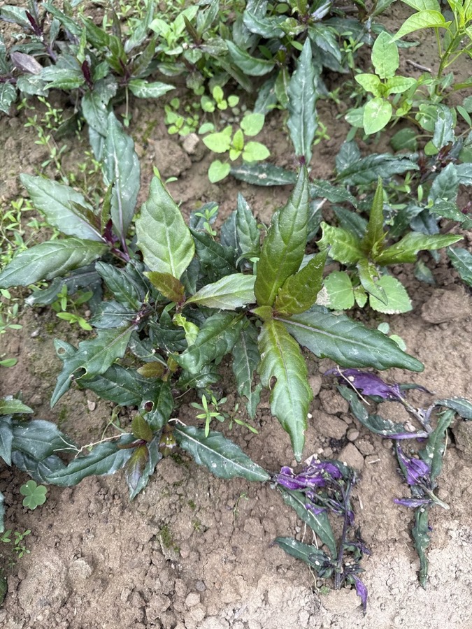 Ảnh minh hoạ Bầu Đất (Gynura finlaysoniana) 4