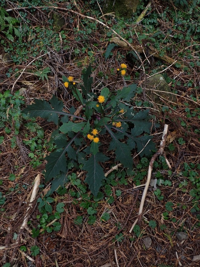 Ảnh minh hoạ Bầu Đất (Gynura finlaysoniana) 5