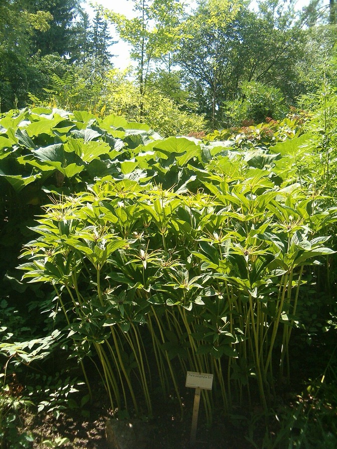 Ảnh minh hoạ Bảy Lá Một Hoa (Paris polyphylla) 2