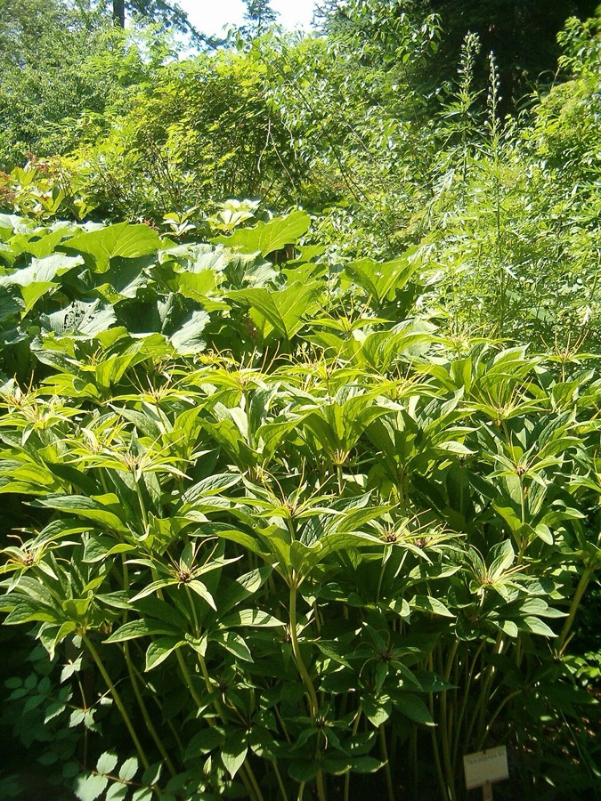 Ảnh minh hoạ Bảy Lá Một Hoa (Paris polyphylla) 3
