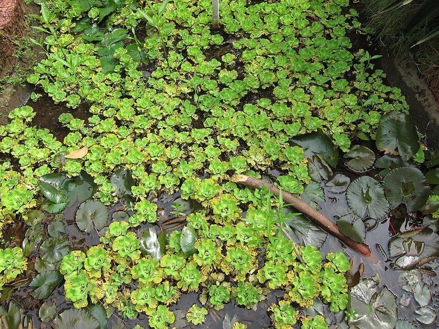 Ảnh minh hoạ Bèo Cái (Pistia stratiotes) 2