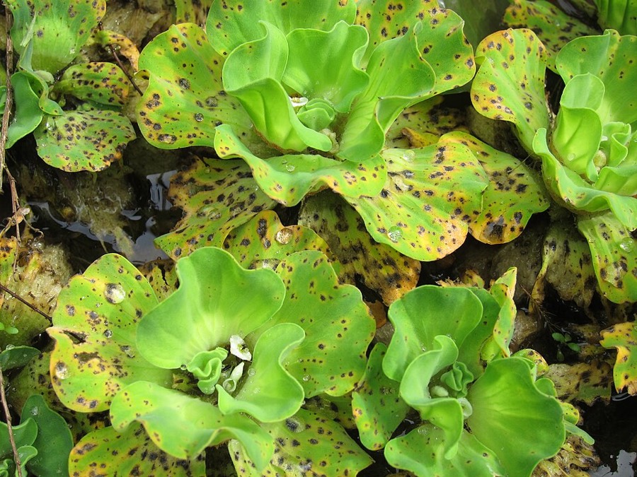 Ảnh minh hoạ Bèo Cái (Pistia stratiotes) 3