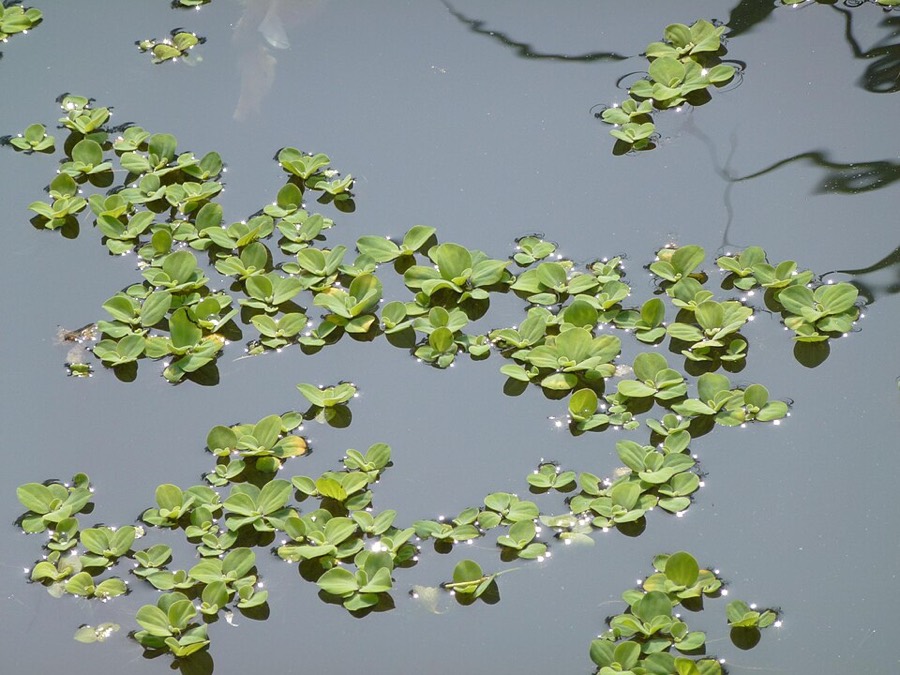 Ảnh minh hoạ Bèo Cái (Pistia stratiotes) 4