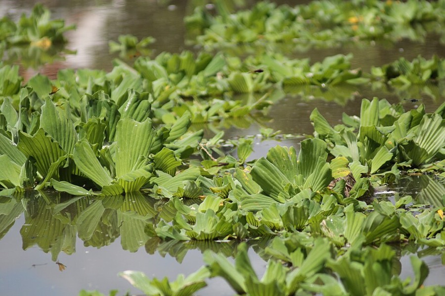 Ảnh minh hoạ Bèo Cái (Pistia stratiotes) 5