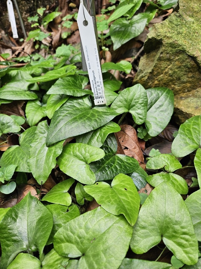 Ảnh minh hoạ Biến Hoá (Asarum caudigerum) 5